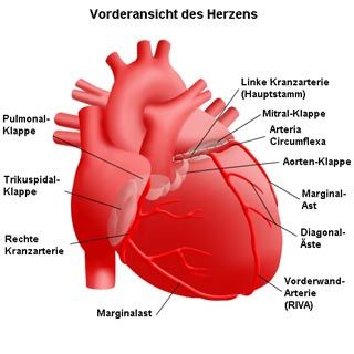 Vorderansicht Herz