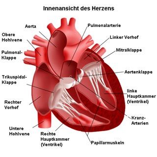 Innenansicht Herz