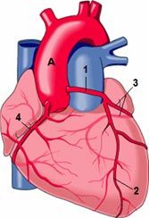 Herzkranzarterien